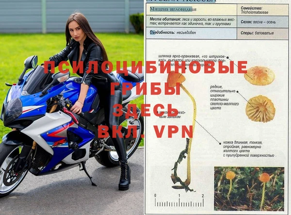 индика Алзамай
